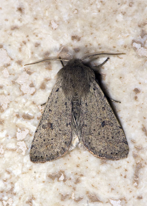 Noctuidae: Orthosia cruda